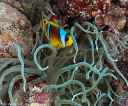 BD-090405-St-Johns-4052578-Amphiprion-bicinctus.-Rüppell.-1830-[Twoband-anemonefish.-Tvåbandad-clownfisk].jpg
